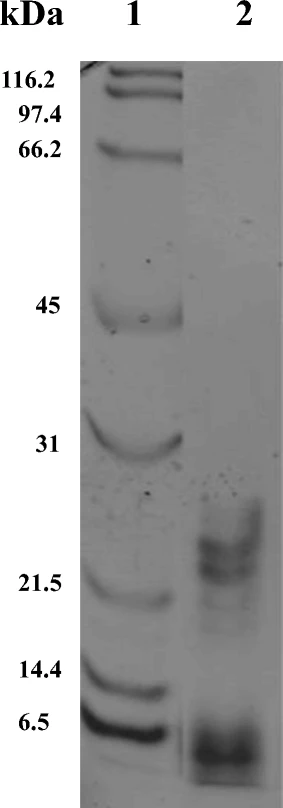 Partial Characterization of the Proteolytic Properties of an Enzymatic Extract From “Aguama” Bromelia pinguin L. Fruit Grown in Mexico