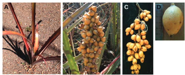 CARACTERIZACIÓN PARCIAL DE LA ACTIVIDAD COAGULANTE Y CASEINOLÍTICA DE LAS PROTEASAS DEL FRUTO DE “AGUAMA” (Bromelia pinguin L.)