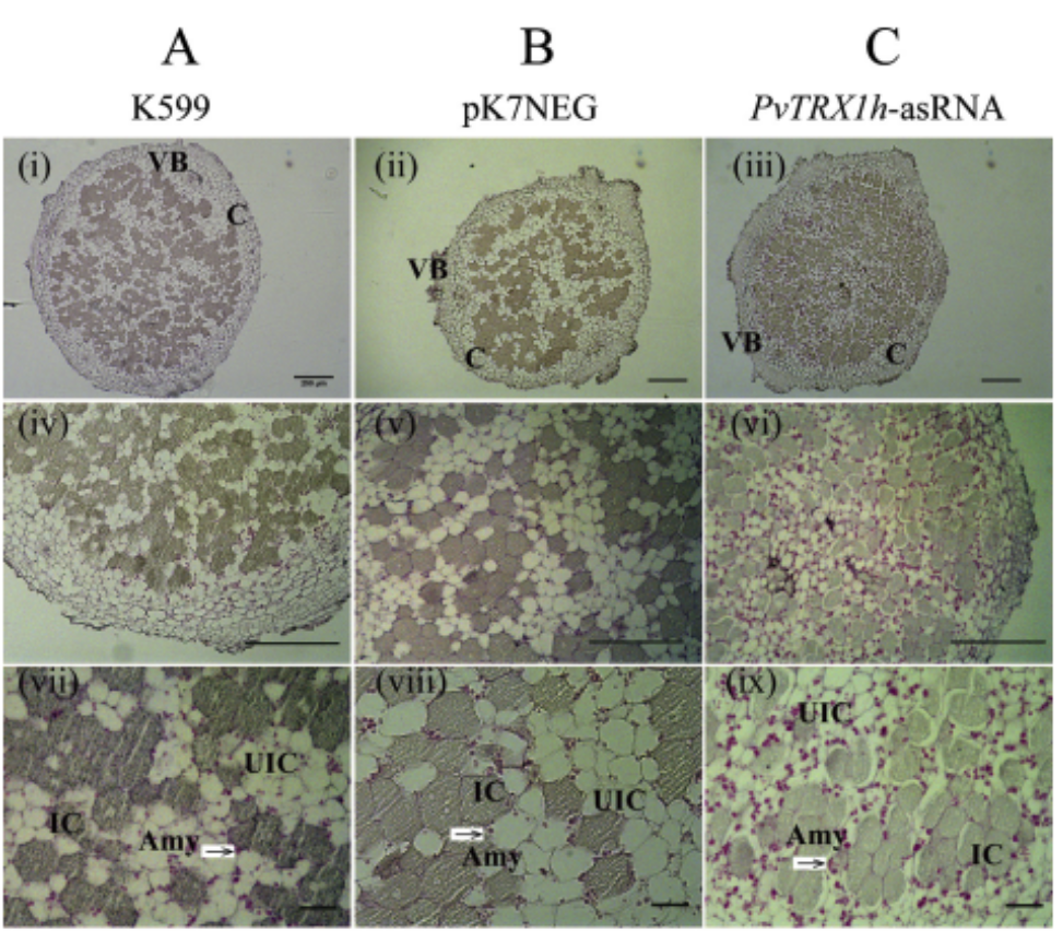 Down-regulation of PvTRX1h increases nodule number and affects auxin, starch, and metabolic fingerprints in the common bean (Phaseolus vulgaris L.)