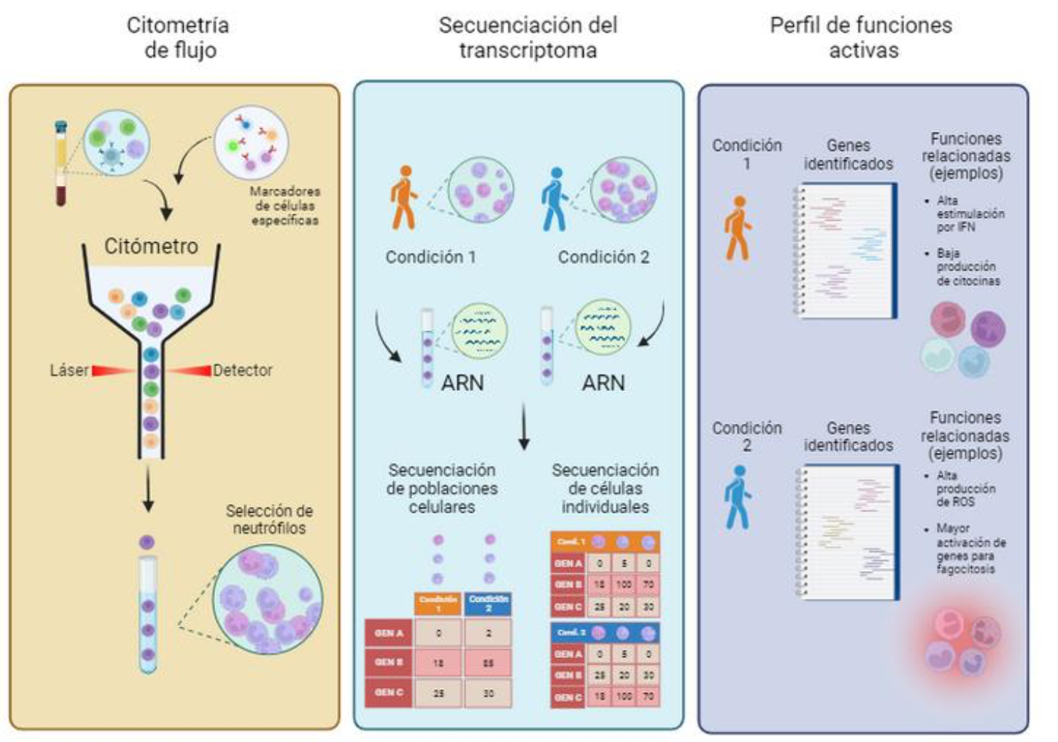 Los Neutrofilos, chile del que pica o chile del que no pica?