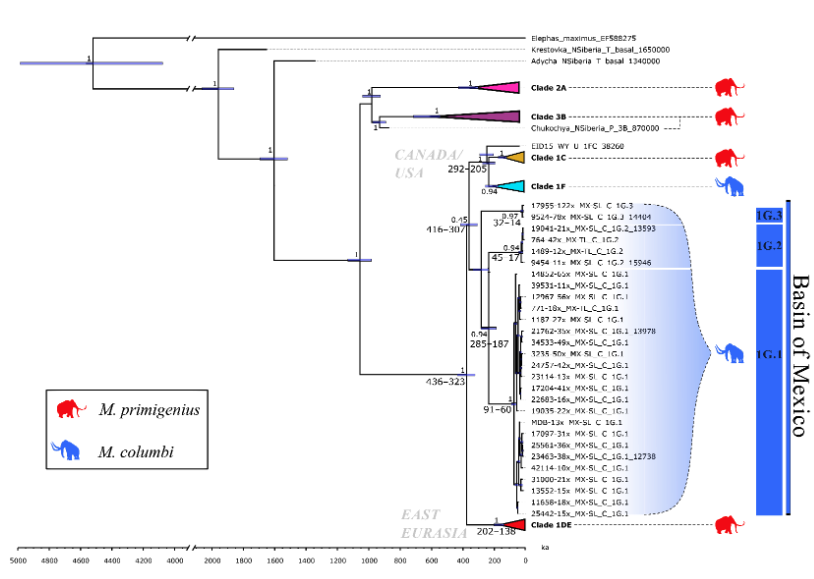 Columbian mammoth mitogenomes from Mexico uncover the species’ complex evolutionary history